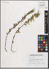 Foto von Salix triandra L.